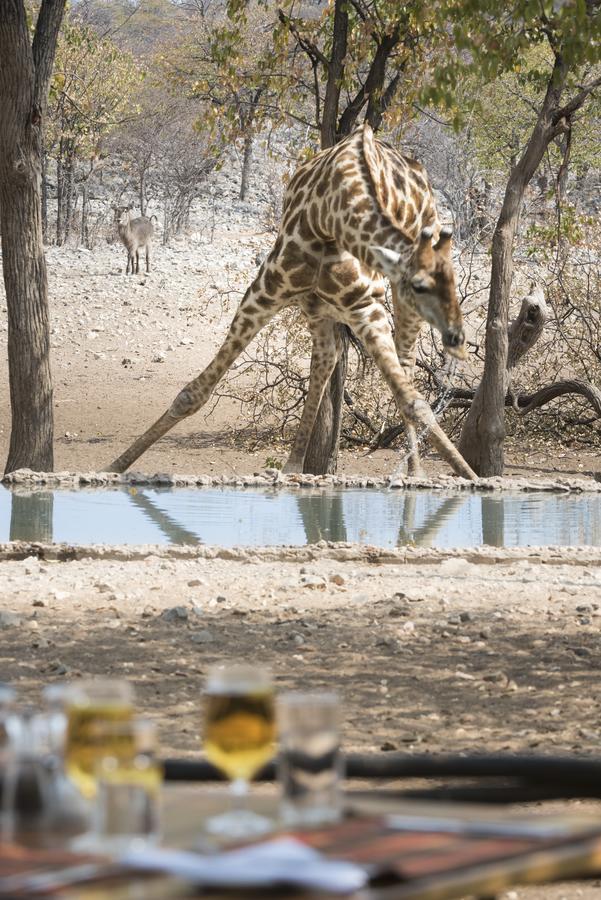 Ongava Tented Camp 奥考奎约 外观 照片