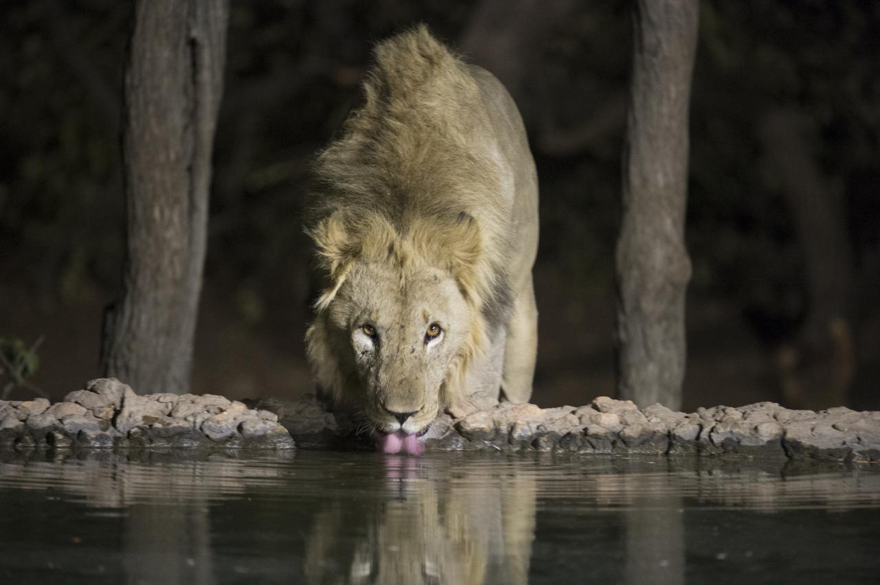 Ongava Tented Camp 奥考奎约 外观 照片